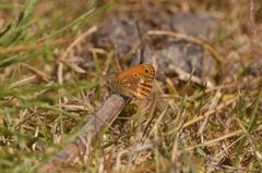 Coenonympha corinna