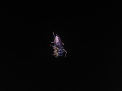 Phintella bifurcilinea