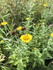 Pulicaria dysenterica