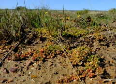 Disphyma dunsdonii