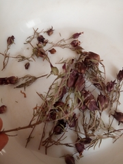 Thymus moroderi