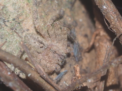 Heteropoda javana