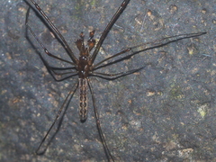 Tetragnatha keyserlingi