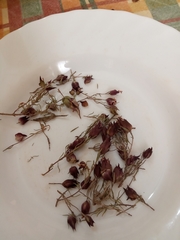 Thymus moroderi