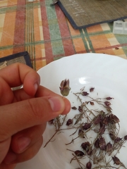 Thymus moroderi
