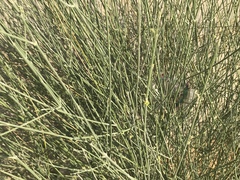 Leptadenia pyrotechnica