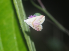 Eublemma cochylioides