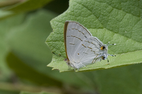 Common Hairstreak