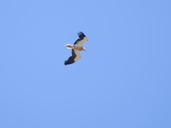 Neophron percnopterus