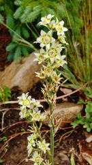 Melanthieae