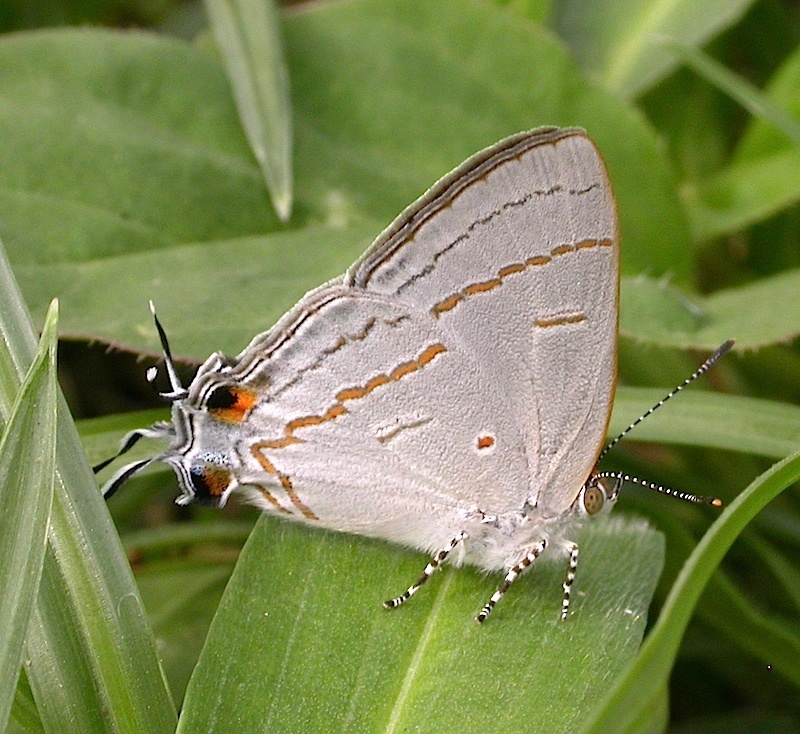 Purple-brown Fairy Hairstreak