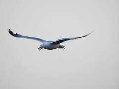 Larus michahellis