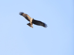 Milvus migrans