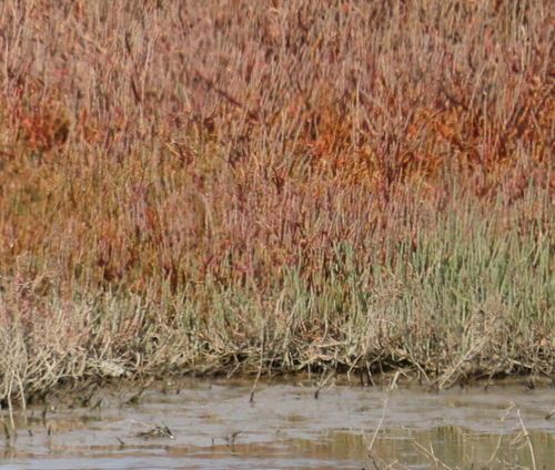 Image of Salicornia decumbens by no rights reserved