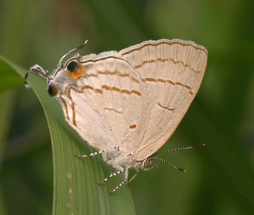 Common Hairstreak
