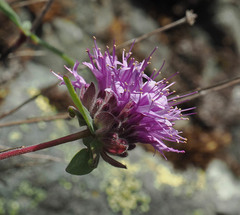 Monardella odoratissima discolor
