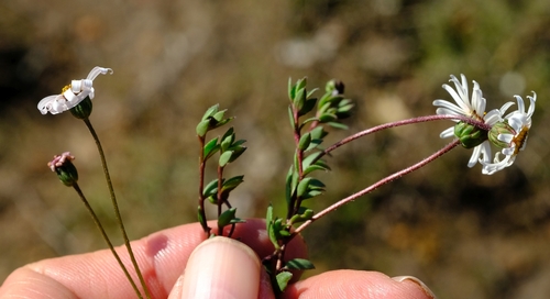 Ruens Felicia (Felicia nigrescens)