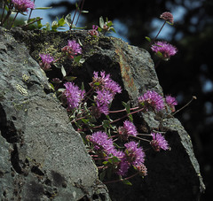 Monardella odoratissima discolor
