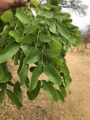 Brachystegia spiciformis