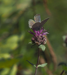 Monardella odoratissima discolor