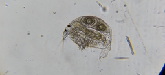 Coronatella rectangula