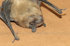 Eptesicus fuscus