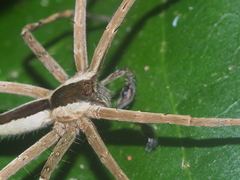Heteropoda ocyalina
