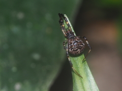Episinus