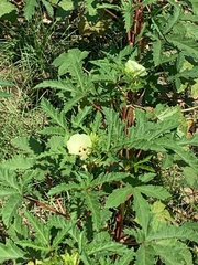 Abelmoschus esculentus