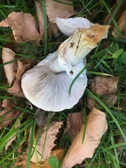 Calocybe