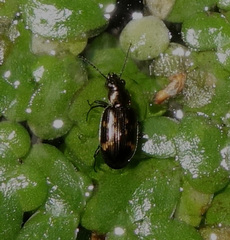 Bembidion obliquum