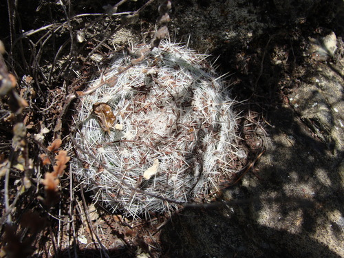 Image of Mammilloydia candida by (c) Alexis López Hernández, some rights reserved (CC BY)