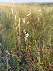 Silene jeniseensis