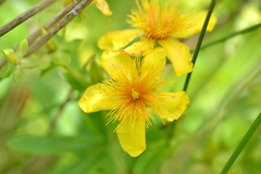 Hypericum swinkianum