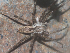 Dendrolycosa