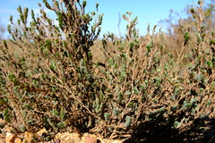 Cliffortia phyllanthoides