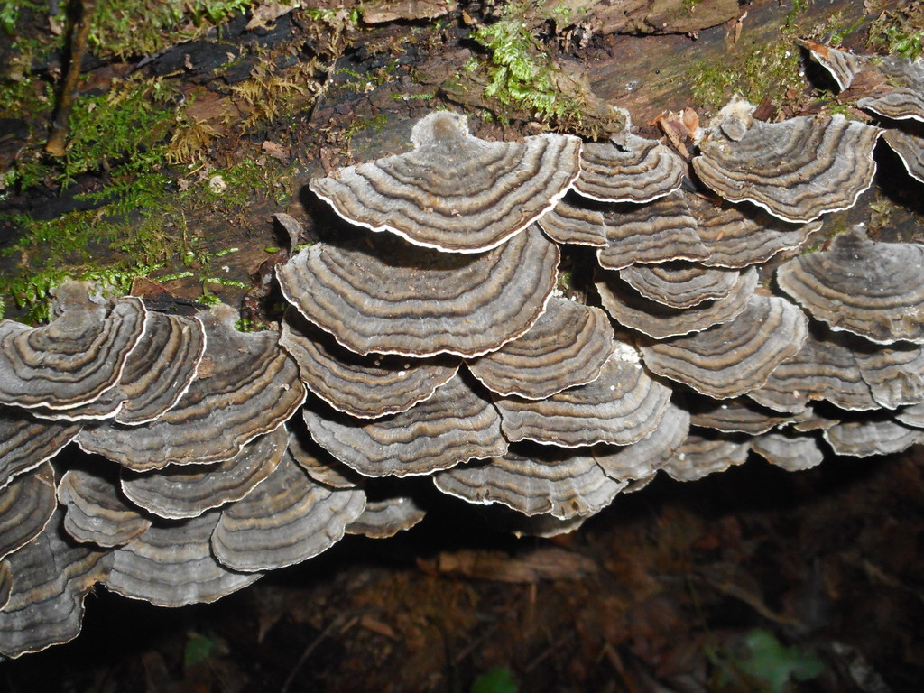 Trametes versicolor
