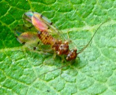 Ectopsocidae