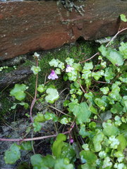 Cymbalaria muralis