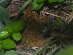 Ingerophrynus biporcatus