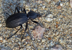 Tefflus meyerlei delegorguei