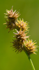 Carex normalis
