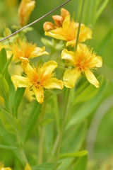 Hypericum swinkianum