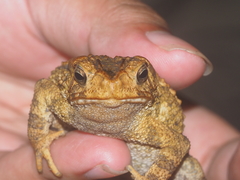 Ingerophrynus biporcatus