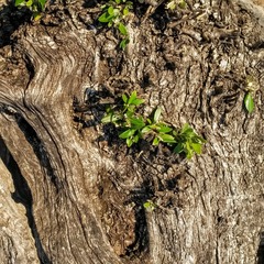 Olea europaea
