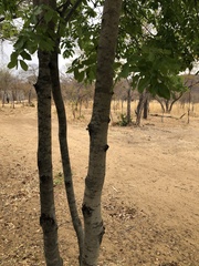 Brachystegia spiciformis