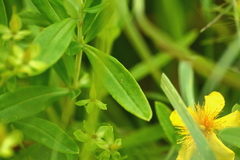 Hypericum swinkianum