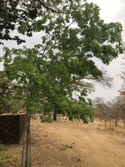 Brachystegia spiciformis