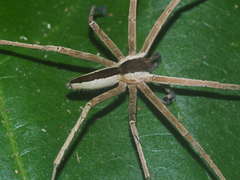 Heteropoda ocyalina