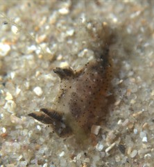 Polycera melanosticta